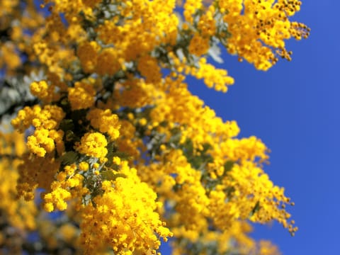 Acacia baileyana
