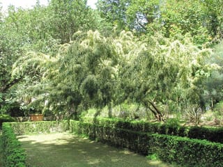 Acacia floribunda (Gossamer Wattle) growing as a wide, spreading tree with drooping green foliage and pale flower clusters, beside clipped hedges in a garden.