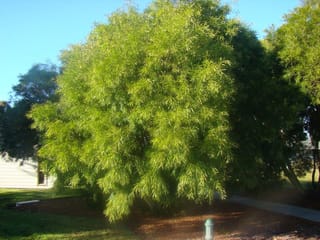 Acacia floribunda (Gossamer Wattle) as a rounded tree with dense, drooping, narrow light-green foliage, growing on a mulched garden bed beside a lawn and path.