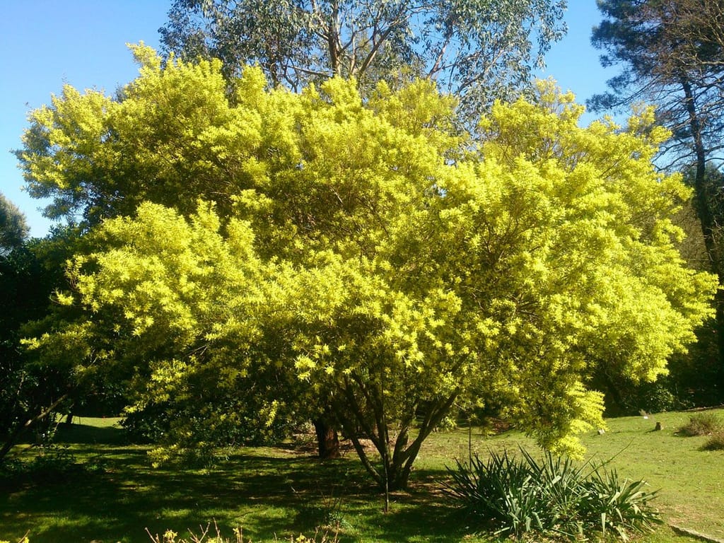 Acacia floribunda (Gossamer Wattle) with a wide, spreading crown covered in bright yellow flower clusters, growing on a sunny lawn under blue sky.