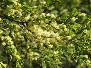 Acacia howittii (Sticky Wattle) branches covered in small fluffy pale-yellow flower balls among narrow green leaves, in dappled sunlight.