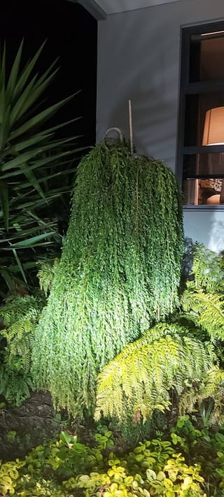 Acacia howittii (Sticky Wattle) with dense, weeping green foliage cascading from a staked top, photographed at night beside a house wall and ferns.