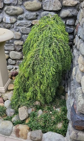 Acacia howittii (Sticky Wattle), a weeping evergreen shrub with fine green foliage cascading down, growing in a river-stone corner beside mondo grass.