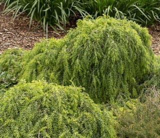 Acacia howittii (Sticky Wattle) forming a low, weeping mound of fine bright green foliage, planted in a bark-mulched garden bed beside strappy-leaved plants.