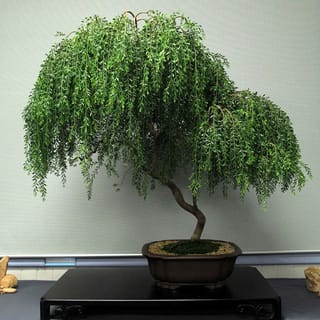 Acacia howittii (Sticky Wattle) grown as a bonsai, with a curved trunk and weeping green foliage in a shallow brown pot on a display stand.