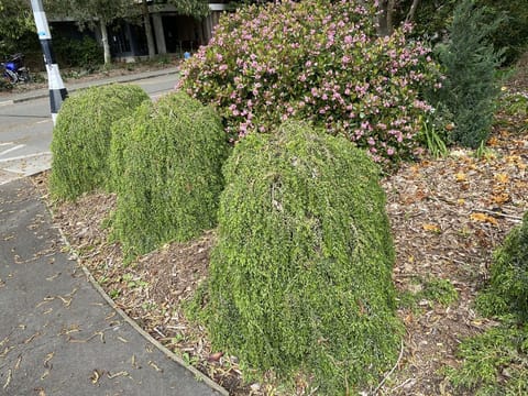 Acacia howittii