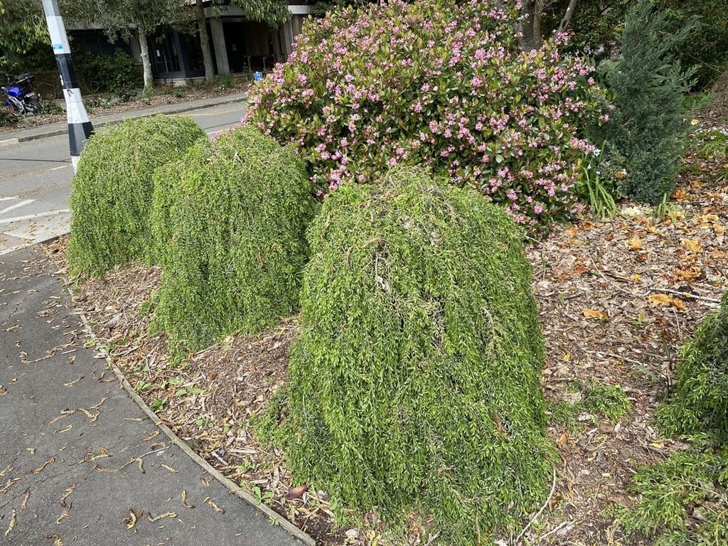Acacia howittii (Sticky Wattle) shrubs with dense, weeping green foliage forming mounds in a mulched garden bed beside a footpath, with a pink-flowering shrub behind.