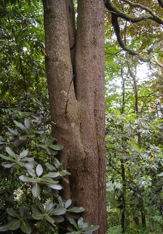 Acacia melanoxylon (Blackwood) trunk dividing into two stems, with rough grey-brown bark, in a shaded woodland with leafy shrubs in the foreground.