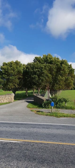 Row of mature Acacia melanoxylon (Blackwood) trees with dense green crowns lining a rural driveway beside stone walls and open pasture.