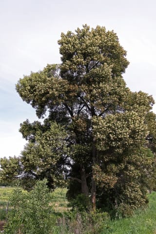 Acacia melanoxylon (Blackwood) tree in full bloom, with a tall, dense dark green crown covered in pale cream flower clusters, standing beside grassy paddocks.