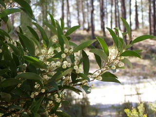 Acacia melanoxylon (Blackwood) branch with dark green leaf-like phyllodes and small round cream flower heads, with tall trunks blurred behind.