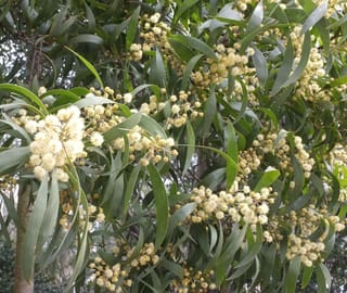 Acacia melanoxylon (Blackwood) foliage with clusters of creamy-yellow globular flower heads among long, dark green, sickle-shaped phyllodes on a branch.