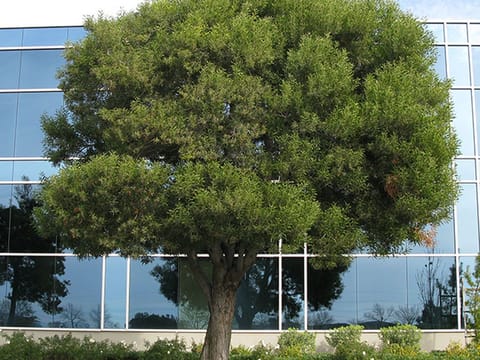 Acacia melanoxylon