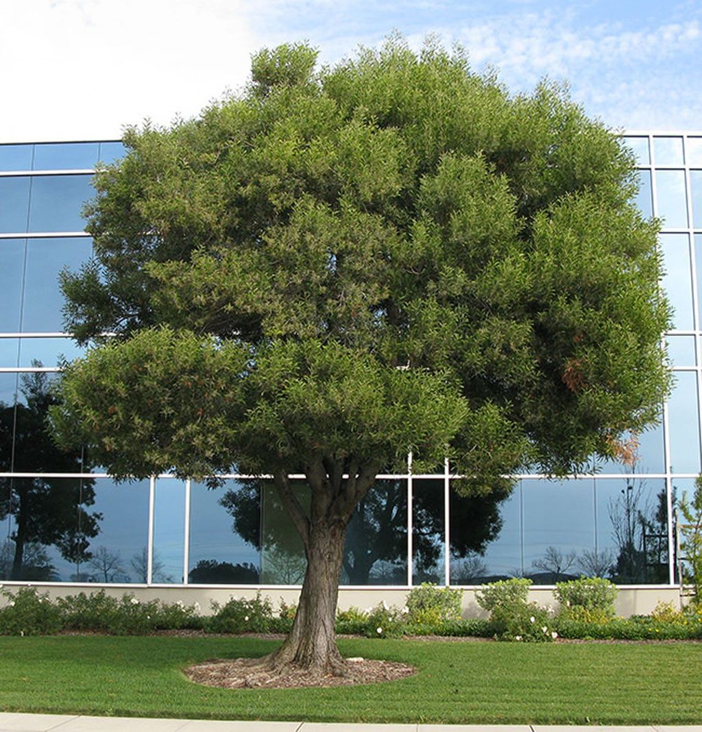 Acacia melanoxylon (Blackwood) as a mature tree with a dense, rounded green canopy and a single furrowed trunk, growing from a mulched circle on a lawn in front of a glass-fronted building.