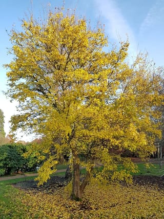 Acer buergerianum (Trident Maple) in full yellow autumn foliage, with fallen leaves carpeting the ground beneath on a lawn.
