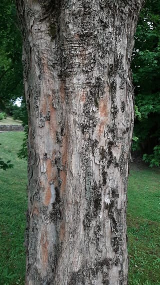 Acer buergerianum (Trident Maple) trunk with grey-brown bark flaking to reveal orange-red patches, standing on a lawn with green foliage behind.