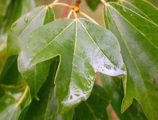 Close-up of glossy green three-lobed Acer buergerianum (Trident Maple) leaves with pale veins and water droplets, on slender yellow-green stalks.