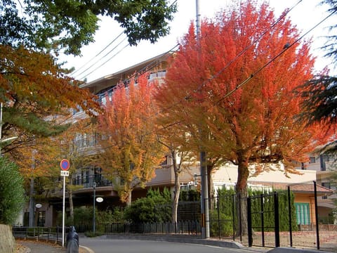 Acer buergerianum