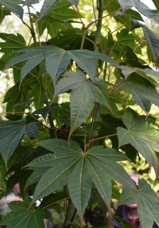 Acer campbellii 'Gwavas' (Campbell's Maple) foliage, showing large, deeply lobed dark olive-green leaves with pointed lobes on reddish stalks and a green stem.