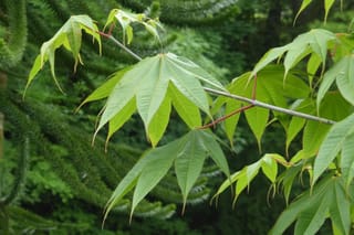Acer campbellii 'Gwavas' (Campbell's Maple) branch with deeply lobed, fresh green leaves on reddish stalks, set against dark evergreen foliage.