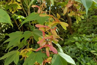 Acer campbellii 'Gwavas' (Campbell's Maple) branch with clusters of pink-red winged samaras hanging among green lobed leaves, against dense foliage.