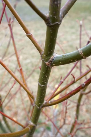 Bare winter stems of Acer campbellii 'Gwavas' (Campbell's Maple), showing a green trunk with pale lenticels and slender red-brown branches against a blurred lawn.