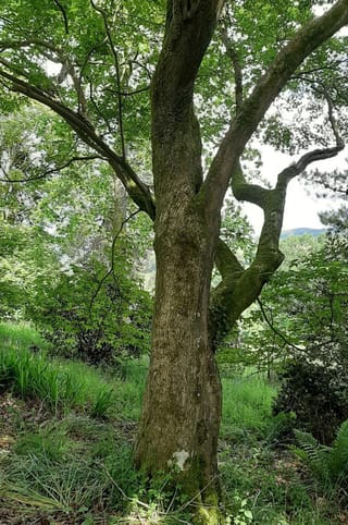 Mature Acer campbellii 'Gwavas' (Campbell's Maple) with a moss-covered trunk and spreading branches, in green summer leaf above a grassy woodland floor.