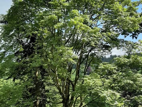 Acer campbellii 'Gwavas'