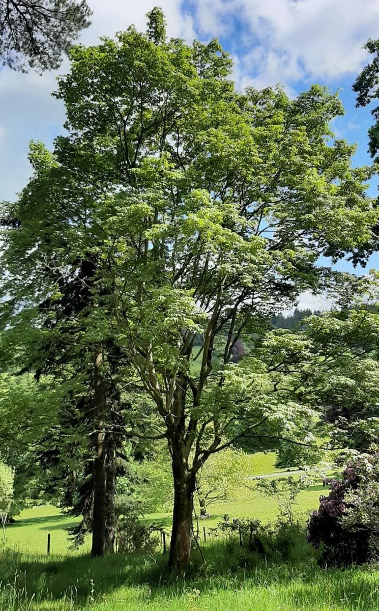 Mature Acer campbellii 'Gwavas' (Campbell's Maple) with a multi-stemmed trunk and spreading canopy of fresh green leaves, growing on a grassy rural slope under blue sky.