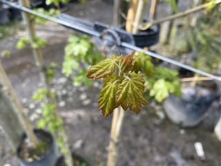 Acer campestre (Field Maple) with newly opened bronze-green spring leaves on a young staked tree in a nursery, with potted plants blurred behind.