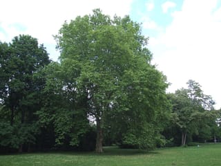 Mature Acer campestre (Field Maple) in full summer leaf, with a single trunk and broad green canopy, standing on a grassy lawn in a park.