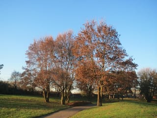 Acer campestre (Field Maple) trees with rusty orange-brown autumn foliage beside a paved path on a grassy park lawn under clear blue sky.