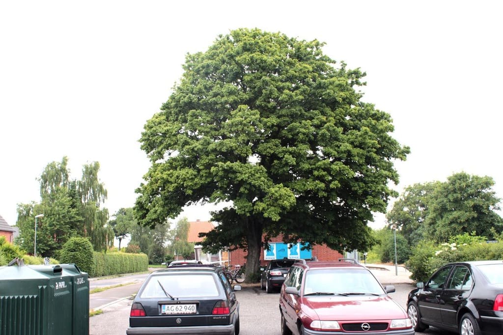 Acer campestre (Field Maple), a mature tree with a broad rounded green canopy and short trunk, standing in a car park beside a brick building.