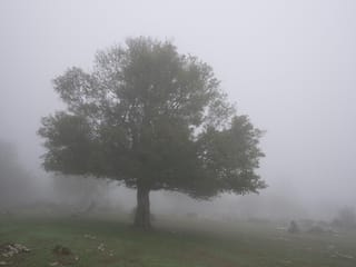 Acer campestre (Field Maple), a single broad-crowned tree with green summer foliage and a short trunk, standing in misty grassland with scattered rocks.