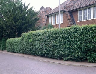 Acer campestre (Field Maple) trimmed into a dense green hedge along a paved street, in front of a brick house with a tiled roof.