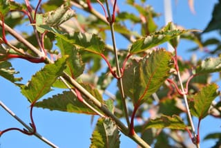 Acer capillipes (Snakebark Maple) branches with serrated green leaves on bright red stalks, set against a clear blue sky.