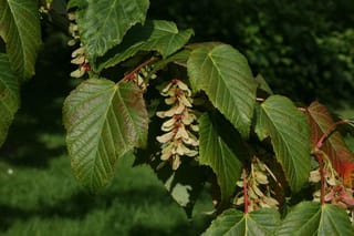 Acer capillipes (Snakebark Maple) branch with serrated green leaves and hanging clusters of pale winged seeds on red stalks, against blurred lawn.