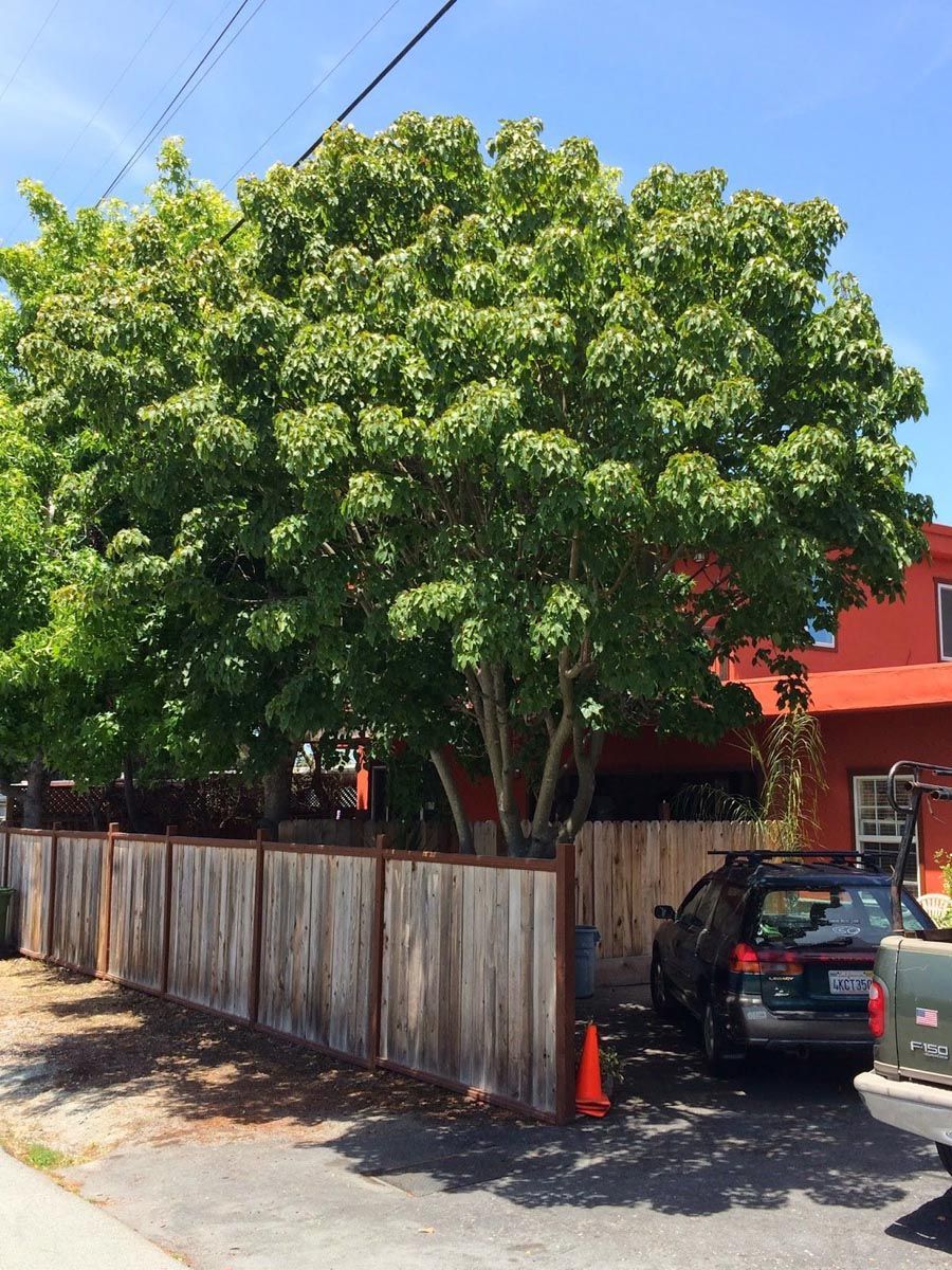 Mature Acer capillipes (Snakebark Maple) with a multi-stemmed trunk and dense green summer canopy, growing behind a wooden fence beside a red house.