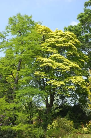 Acer cappadocicum 'Aureum' (Cappadocian Maple), a mature tree with bright yellow-green spreading foliage, standing beside other trees in a garden under blue sky.