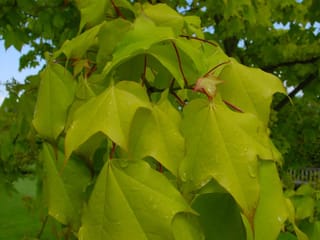 Acer cappadocicum 'Aureum' (Cappadocian Maple) foliage, with yellow-green lobed leaves beaded with raindrops on red-tinged stalks, set against a lawn and garden.