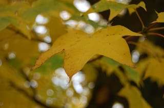 Acer cappadocicum 'Aureum' (Cappadocian Maple) leaf in yellow autumn colour, with pointed lobes, set against blurred yellow-green foliage.