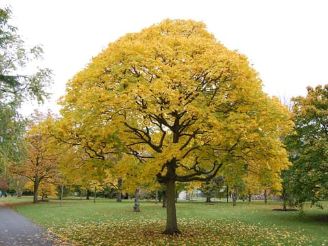 Acer cappadocicum 'Aureum'