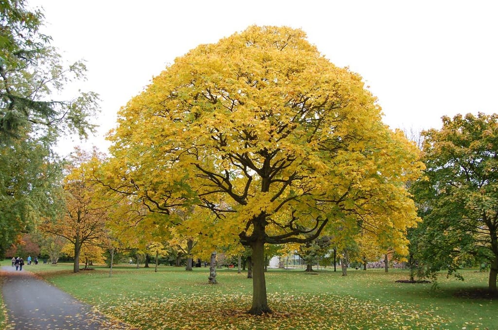 Acer cappadocicum 'Aureum' (Cappadocian Maple) in autumn, a rounded deciduous tree with golden-yellow foliage, standing on a park lawn scattered with fallen leaves.
