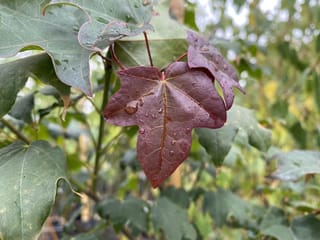 Acer cappadocicum 'Rubrum' (Cappadocian Maple) leaf in deep burgundy-red, dotted with raindrops, surrounded by darker green maple leaves on a young stem.