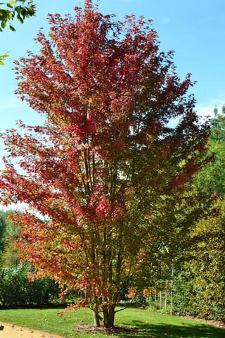 Acer cappadocicum 'Rubrum' (Cappadocian Maple), a multi-stemmed deciduous tree with red and orange foliage, standing on a lawn beside a path under blue sky.