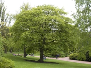 Acer cappadocicum 'Rubrum' (Cappadocian Maple) as a mature tree with a broad rounded canopy of fresh green foliage, growing on a park lawn beside a path.