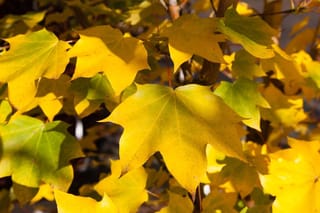 Acer cappadocicum 'Rubrum' (Cappadocian Maple) foliage in autumn, with broad lobed leaves turning bright yellow and green in sunlight.