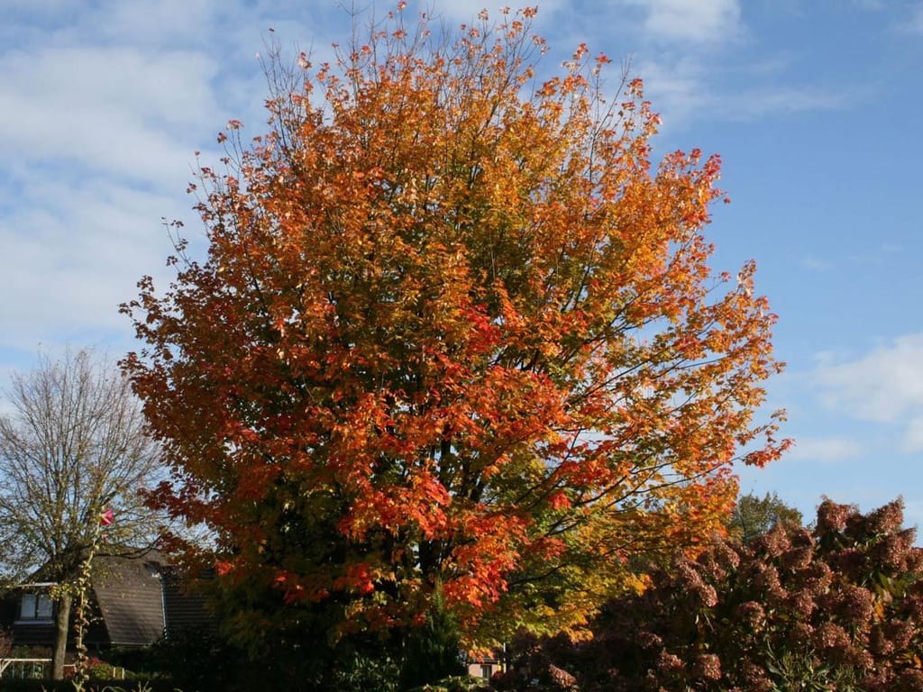 Acer cappadocicum 'Rubrum' (Cappadocian Maple) in autumn, a rounded deciduous tree with orange, red and yellow foliage against a blue sky.