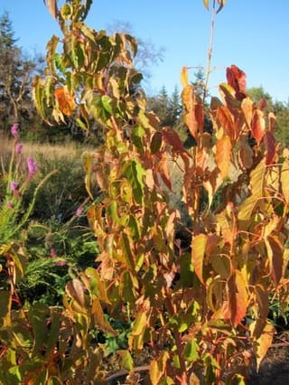 Acer caudatifolium 'Summer Surprise' (Kawakami Maple) in autumn, with orange, red and green leaves on upright stems in a garden bed under blue sky.