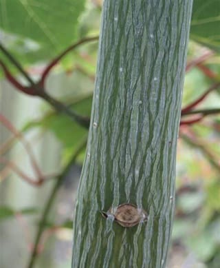 Acer caudatifolium 'Summer Surprise' (Kawakami Maple) trunk with green bark streaked in white, a small leaf scar, and blurred red twigs and green leaves behind.